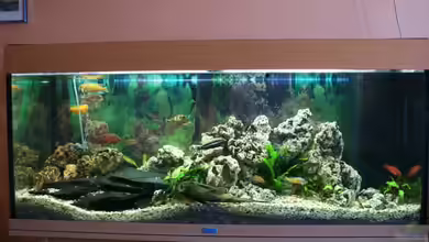 Becken 8015 von mona