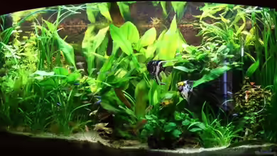 Becken 8027 von Markus K.