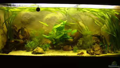 Becken 8029 von Lothar Willeke