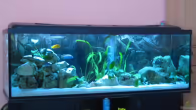 Becken 805 von Ricardo Kisker