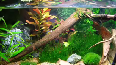 Becken 8056 von Aquarienfreund44