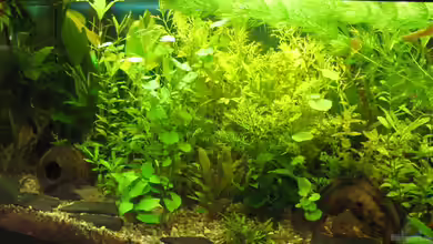 Becken 8064 von Ulrike Laarouchi