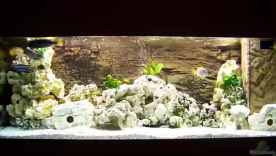 Becken 8076 von Stefan Schulz