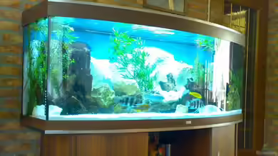 Becken 8099 von astasoft