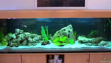 Becken 81 von Thomas Stackmann