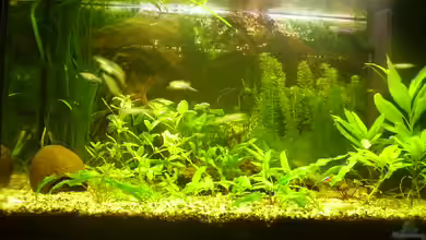 Becken 8109 von Manfred Jaksin