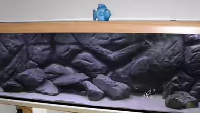 Becken 8122 von Nimbo