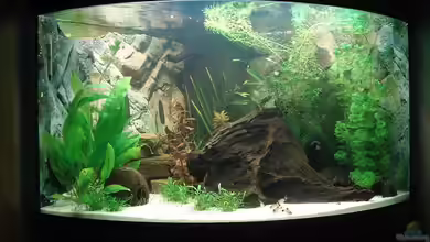 Becken 8125 von Stephan