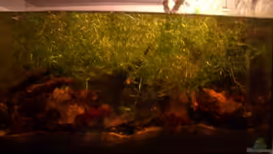 Becken 8130 von Dschennerell