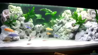 Becken 815 von Christoph Jacke