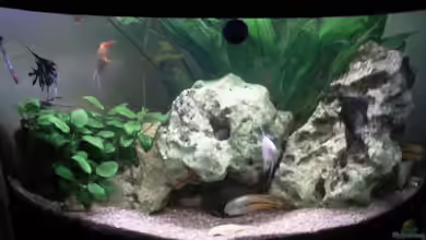 Becken 8229 von Jochen Prölß