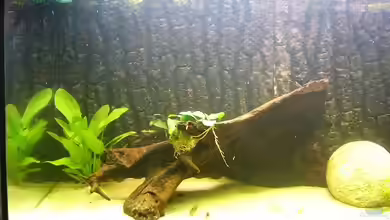 Becken 8256 von Hartiii