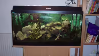 Becken 8288 von Ocilares