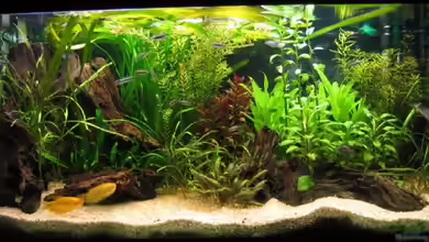 Becken 8297 von Raphael