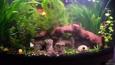 Becken 8389 von Mausimaus