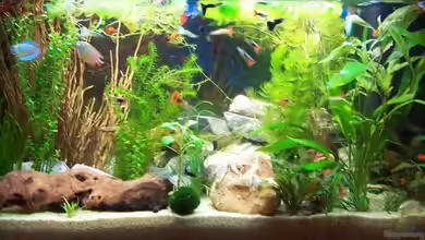 Becken 8419 von Fadenfisch