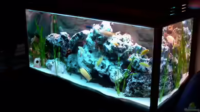 Becken 842 von Peggy Schreyer