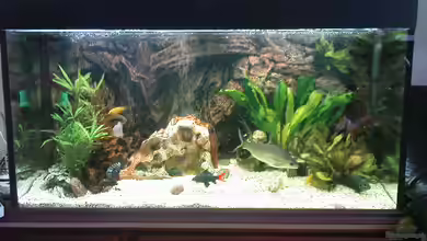 Becken 8425 von Stgt.WEST