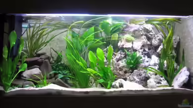 Becken 8430 von Klaus Hagemann