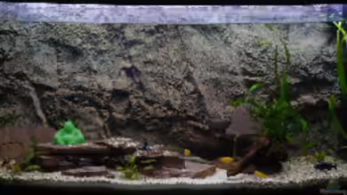 Becken 8447 von Philipp Petersen