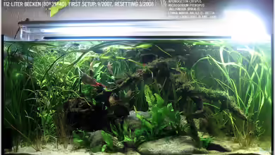 Becken 8455 von Pete