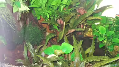 Becken 8467 von london