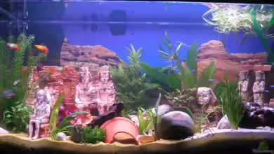 Becken 8478 von Gaspode