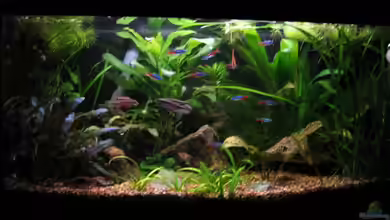 Becken 8492 von Jonas G.