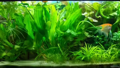 Becken 8493 von Denon