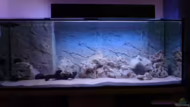 Becken 8497 von iluby