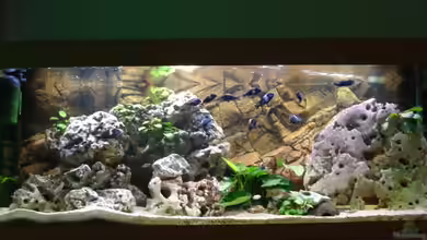 Becken 850 (aufgelöst) von Birkenzeisig