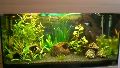 Becken 8520 von Dennis und Katha