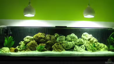 Becken 8524 von Solle