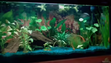 Becken 8527 von @corydoras