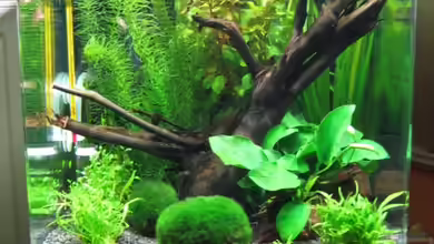 Becken 8532 von Frank Wintermann