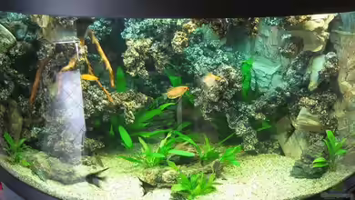 Becken 8554 von Daniel Schmitz