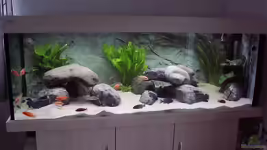 Becken 856 von wede1980