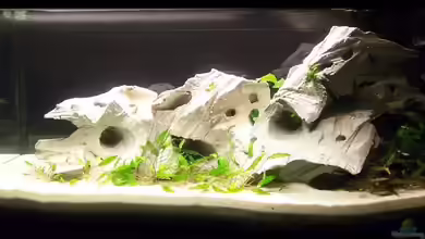 Becken 8560 von J.Liebold