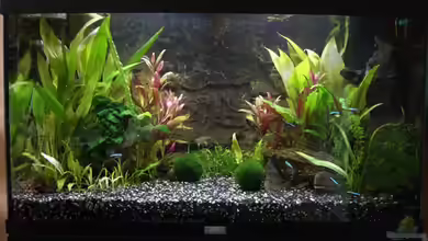 Becken 8596 von Thorsten A.