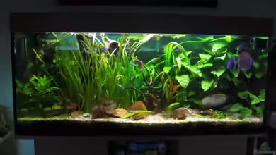 Becken 8628 von Korbi