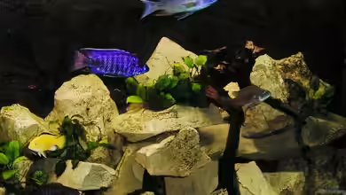 Becken 8631 von Henning Sayer