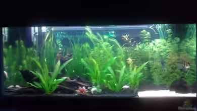 Becken 8637 von AlexR6