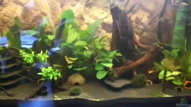 Becken 8663 von Thorsten Plaster