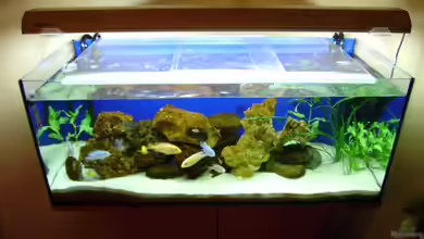 Becken 8716 von deepsea