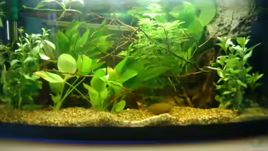 Becken 8743 von t-time