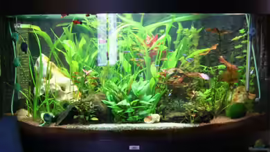 Becken 8765 von Oli M.