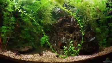 Becken 8789 von aetti