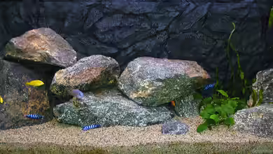 Becken 880 von Krzysztof Kowalski