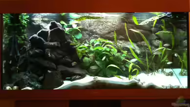 Becken 8819 von XDennisX3