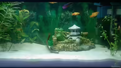 Becken 8836 von alexandra